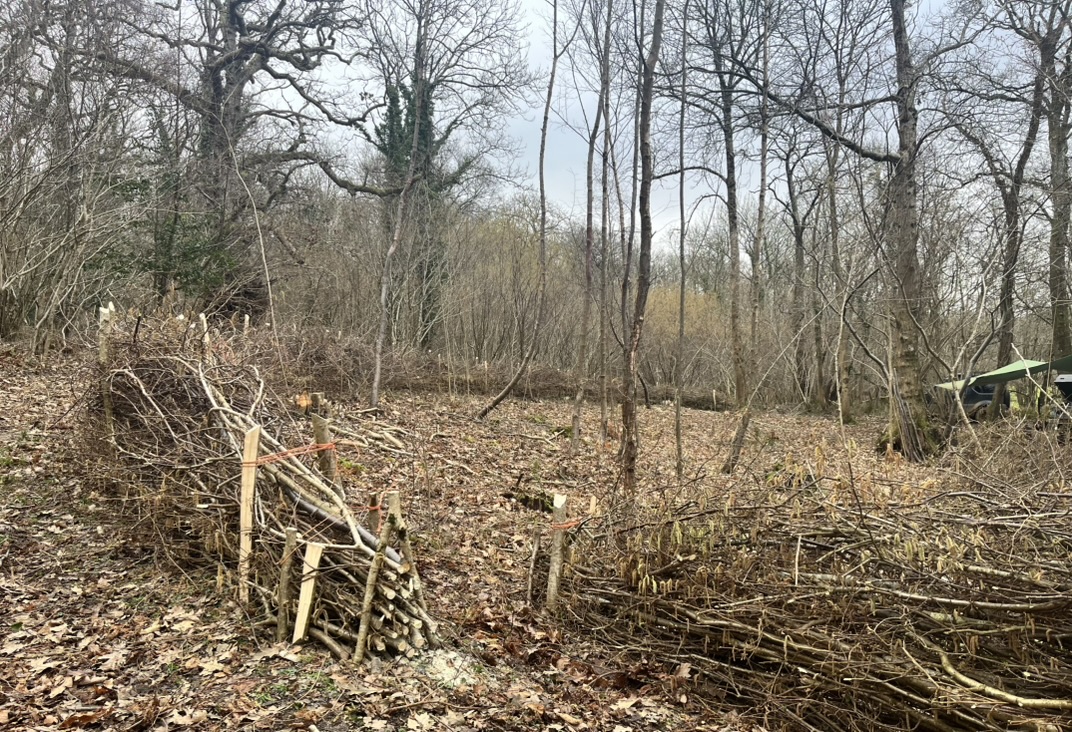 Fresh coppice and woven dead hedging in winter woodland
